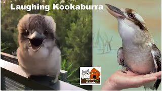 Favorite Friends / Laughing Kookaburra