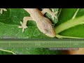 asian house gecko sounds