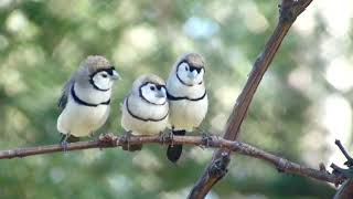 Double-barred Finch