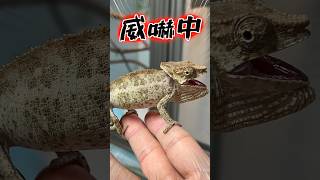 Baby chameleon is screaming!?