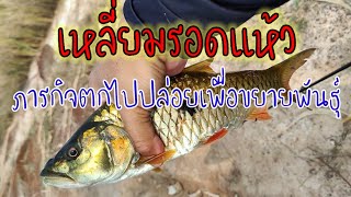 เหลี่ยมรอดแห้ว กับภารกิจตกปล่อยเพื่อขยายพันธุ์ #ตกปลา #fishing #ปลากระสูบ