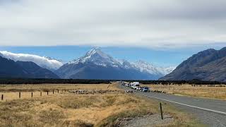 Sheep going to get sheared in New Zealand