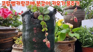 #코랄벨카랑코에 {유니플로라} 분갈이 #키우기  #물주기  #꽃향기야생화