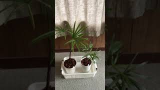 斑入りシュロチクを植え替えたよ。【ショート動画】