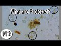 The Function of Microbes_ Protozoa / Organic Farming Education Using The Soil Food Web