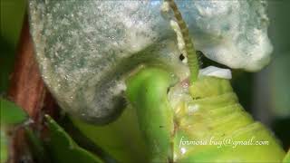 Spawning eggs of mantis 寬腹螳螂產卵