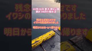 10月26日泉大津N公園朝まづめ釣り場状況