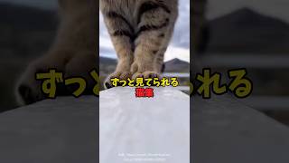 不思議と見てられる猫たち #猫 #cat #ねこ