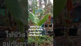 ธรรมชาติ  มีความสุขกับธรรมชาติรอบๆตัวที่เราสร้างขึ้นได้เอง