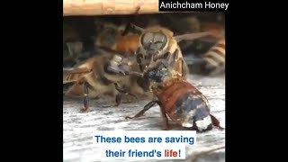 இந்த தேனீக்கள் தங்கள் நண்பனின் உயிரைக் காப்பாற்றுகின்றன | these bees are saving their friends life