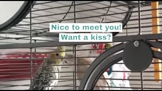 Cockatiels Meeting For The First Time | Ollie Trying to Give Kisses