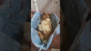 Cat and the chicks funny reaction - animal tv#49 #shorts #animals