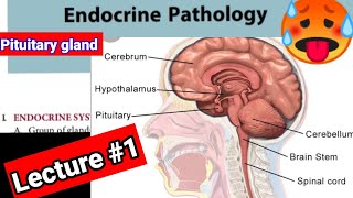 🔴 ENDOCRINOLOGY PATHOLOGY LECTURES #1. Pituitary gland. #hyperpiturism #hyperpiturism.