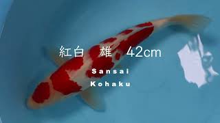 丸点紅白　42cm　雄　MARUTEN KOHAKU นิชิกิโกอิ　錦鯉大地　KOITAICHI