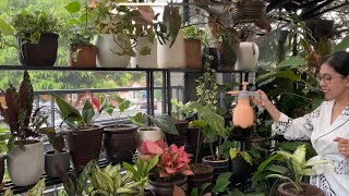 My Plantita Journey Vlog #50 || Sharing why we mist our plants.