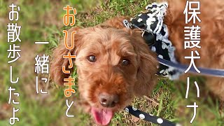 【保護犬ハナ】お日さまと一緒にお散歩したよ