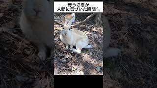 野うさぎが人間に気づいた瞬間