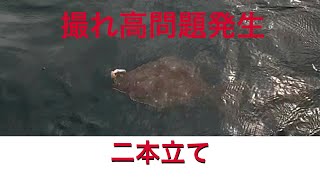 【二本立て】噴火湾で座布団ヒラメ狙ってみた＆留萌でシャコ狙ってみた