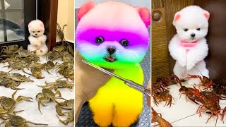 Cute Pomeranian Puppies Doing Funny Things 2024 🐶 New Cute and Funny Dogs 😅 Box Studios