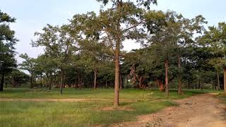 Peacock sounds were heard in Bandravi forest