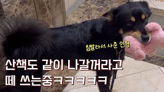 인형 사달라고 침바르며 떼쓰던 강아지에게 인형을 사줬더니ㅋㅋㅋ #진돗개