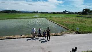 【2021年6月5日】新潟県岩船産 自然農法コシヒカリ 田植え風景