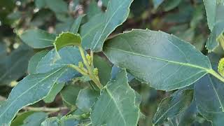 אשחר רחב עלים עם ניצני פריחה سیاه‌تنگرس Rhamnus alaternus with Flowering buds