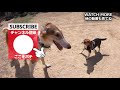 ４頭で比較し新発見！ビーグル犬の吠える声って相当違うぞ 4 beagle s barking voices