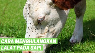 4 Cara Menghilangkan Lalat Pada Sapi