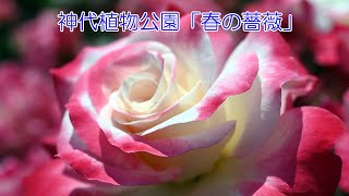 神代植物公園「春の薔薇」