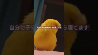 セキセイインコのマリン君自分で子守唄歌いながら寝てます#Shorts