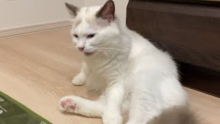 自分のおしりが臭すぎた子猫の反応がこちらです笑【フレーメン反応】