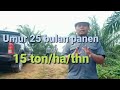 Teknik mempercepat panen umur 25 bulan siap panen// Kebun Sawit