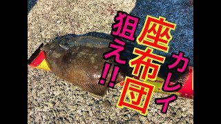 狙え！座布団カレイ☆fishingmax垂水店2019/11/16