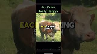 Are Cows Really Happy?