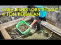 CARA BISNIS LOBSTER LAUT TANPA GAGAL UNTUK PEMULA MENGHASILKAN RUPIAH DAN DOLLAR