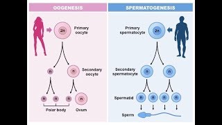 تكوين الحيوانات المنوية و البويضة (الأمشاج) (Spermatogenesis and Oogenesis(Gametogenesis