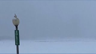 Snowfall in Chicago part of massive winter storm across the US brings ice, frigid temperatures
