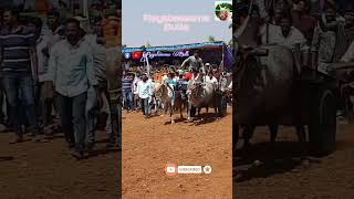 పట్నం రేస్ లో పులి \u0026 గురు# viral video# bulls race#royal #