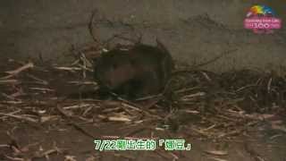 河狸享受自由戀愛-寶寶「娜豆」水中賣萌 The New Born Beaver Baby