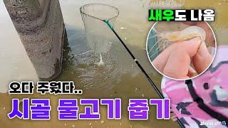 작약꽃 시골에서 물고기 줍기 (feat)멸구형