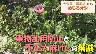 【O!TAめじろオシ】240518薬物乱用防止と不正大麻けしの撲滅【大分県】