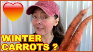 Winter Carrot Harvest | Harvesting Fall Planted Carrots