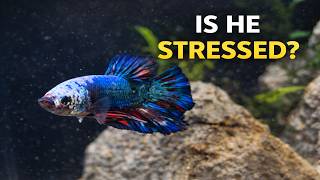 How to Tell If Your Betta Is Happy or Stressed