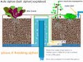 Aquaponics Auto Siphon or Bell Siphon