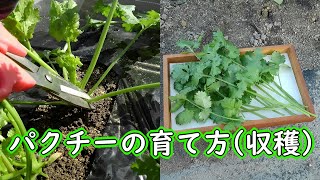 パクチーの育て方（種から育てたコリアンダーが収穫時期です）