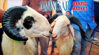 Bakrid Special: Amingad Sheep Market 2022 The Origin of Yalaga Sheep The Most Famous Bakrid Breed