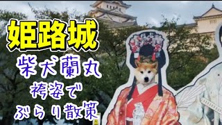 【姫路城】柴犬蘭丸がぶらり散歩🐶お城の前の散策、お堀まわりをぐるっと一周しました