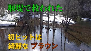 堰堤で救われた・雪が多い渓流は雪代で釣りにならない / フライフィッシング  北海道 /  Fly Fishing - Japan