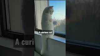 Curiosity Behind the Glass: A Cat's Silent Fascination